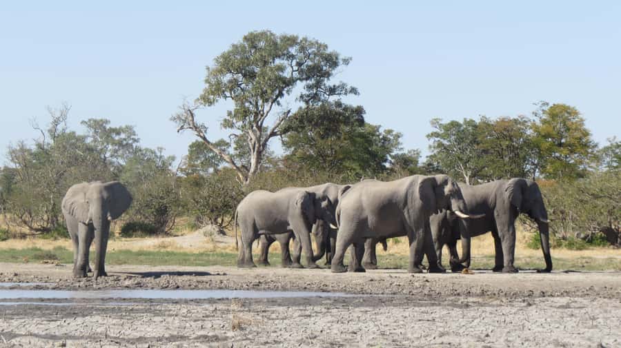 Victoria Falls: Hwange National Park Full-Day Safari - Open safari vehicle game drive: elephants, lions, and birds