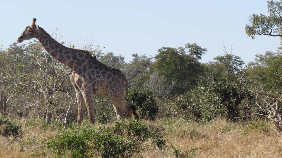 Victoria Falls: Hwange National Park Full-Day Safari - Lunch stop: how to make the most of the break