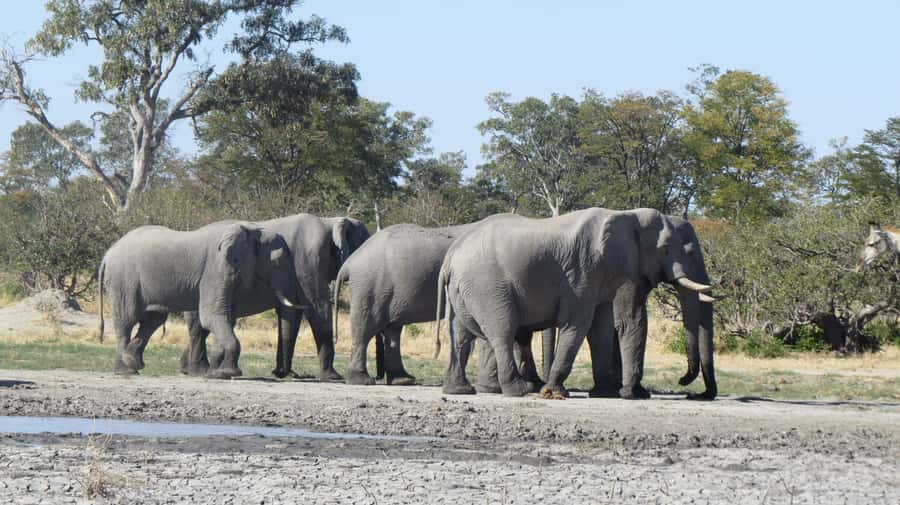 Victoria Falls: Hwange National Park Full-Day Safari - Second game drive: longer viewing time, bigger chances