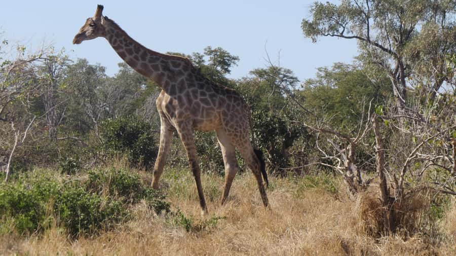 Victoria Falls: Hwange National Park Full-Day Safari - What to pack for a Hwange day