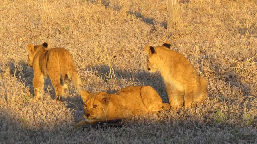 Victoria Falls: Hwange National Park Full-Day Safari - The road transfer from Victoria Falls to Hwange