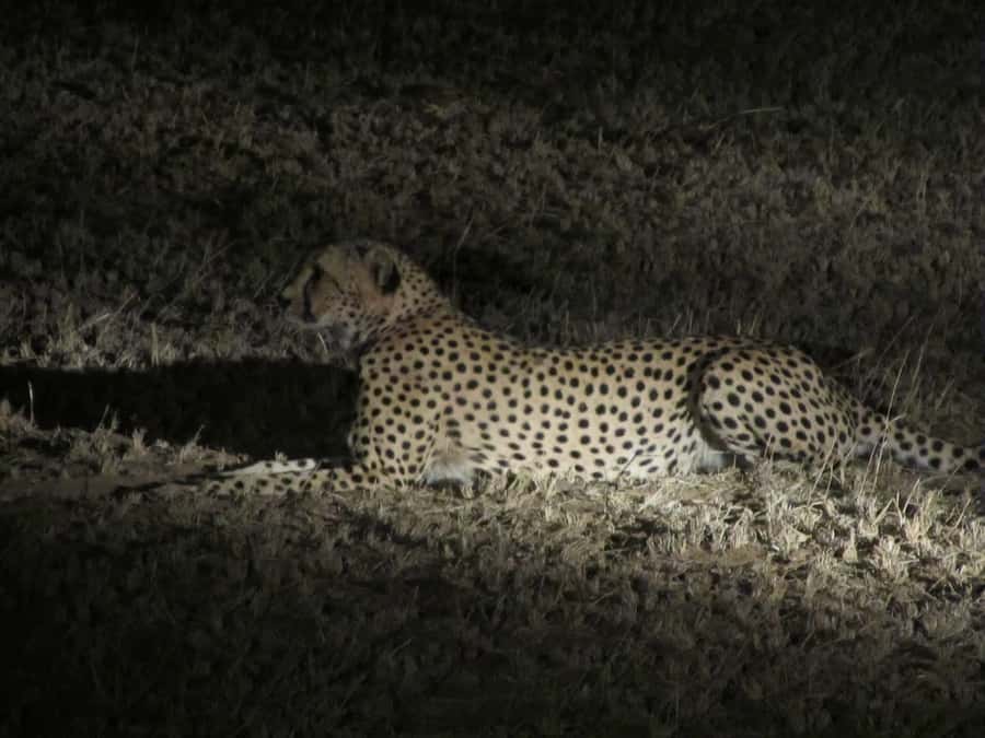 Victoria Falls: Night Game Drive and 3-Course Bush Dinner - Key Highlights at a Glance