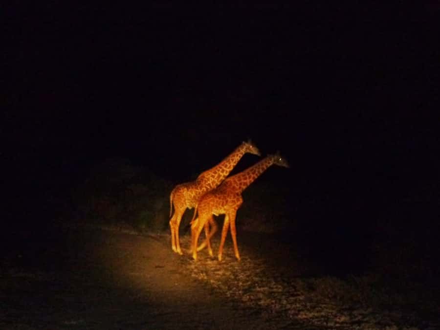 Victoria Falls: Night Game Drive and 3-Course Bush Dinner - Why Night Safariing Near Victoria Falls Feels Like a Different Trip