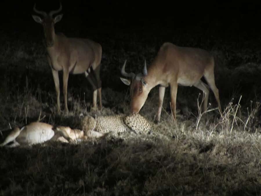 Victoria Falls: Night Game Drive and 3-Course Bush Dinner - Sunset Vantage Point, Drinks, Snacks, and Resetting Your Night Vision