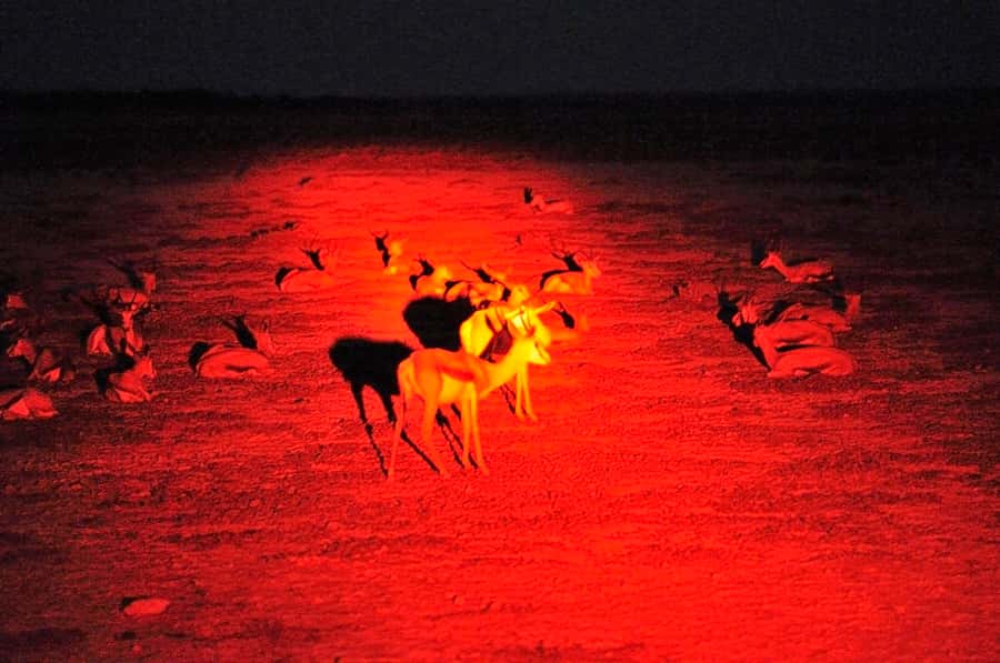 Victoria Falls: Night Game Drive and 3-Course Bush Dinner - Who This Night Game Drive Fits Best (and Who It Might Not)