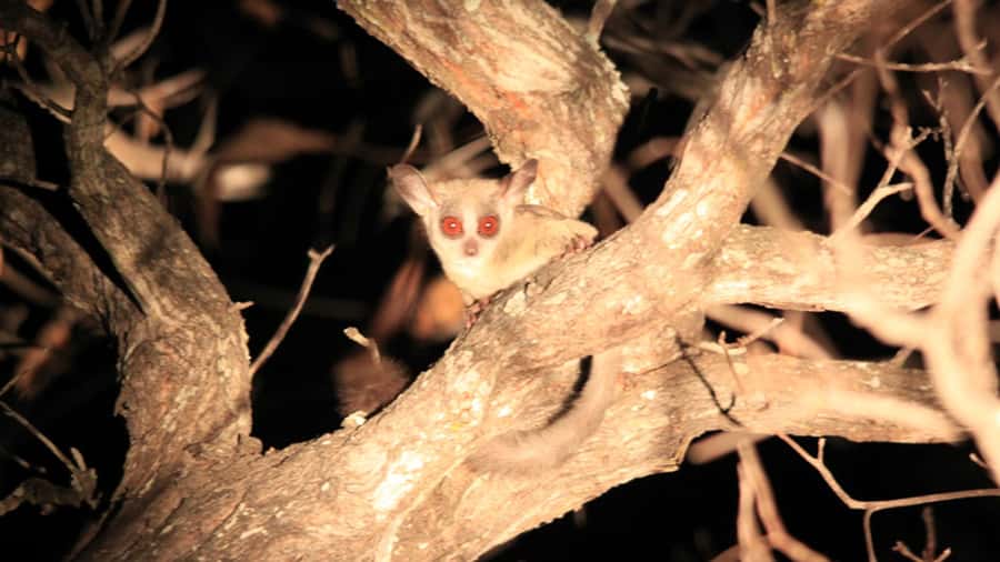 Victoria Falls: Night Game Drive and 3-Course Bush Dinner - Open 4X4 Pickup and the Drive to Nakavango Private Game Reserve