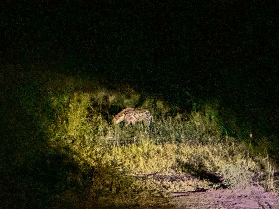 Victoria Falls: Night Game Drive Zambezi National Park - Transfers from Victoria Falls: the hidden convenience win