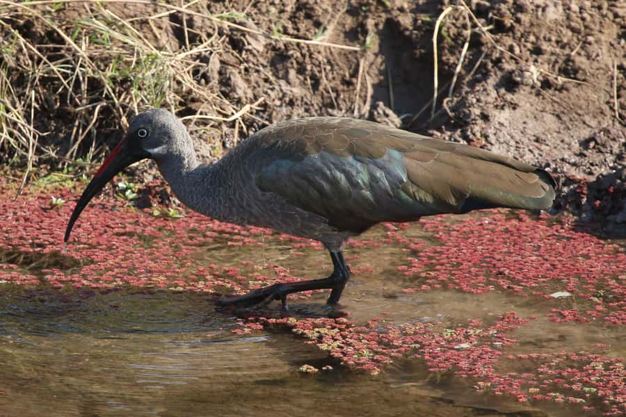 Victoria Falls: Private Zambezi River Birdwatching Safari - Wildlife beyond birds: hippos, crocodiles, and more