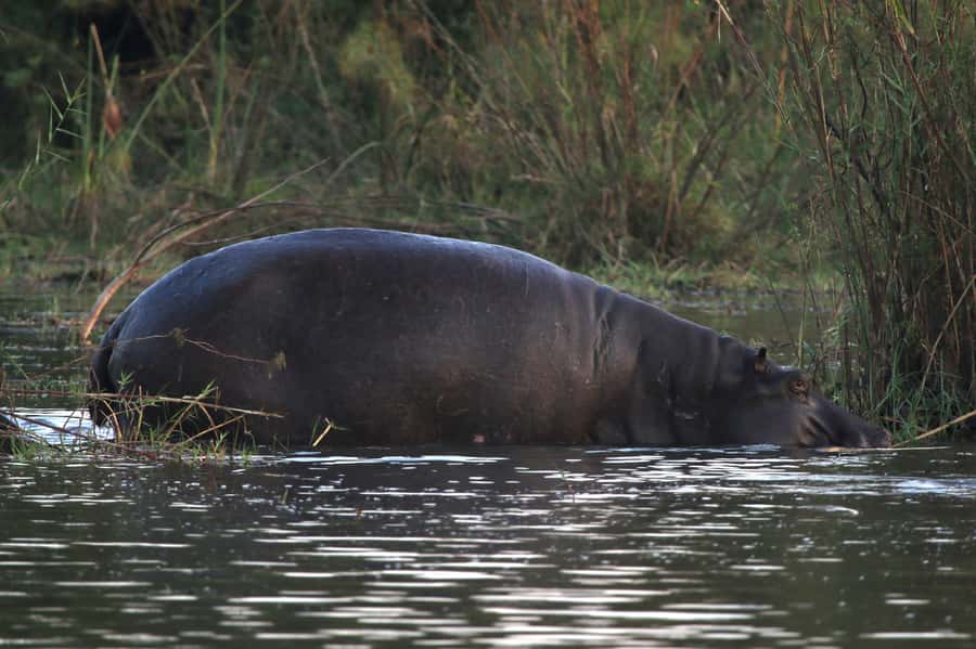 Victoria Falls: Private Zambezi River Birdwatching Safari - What the 2 to 3 hours feels like in real time