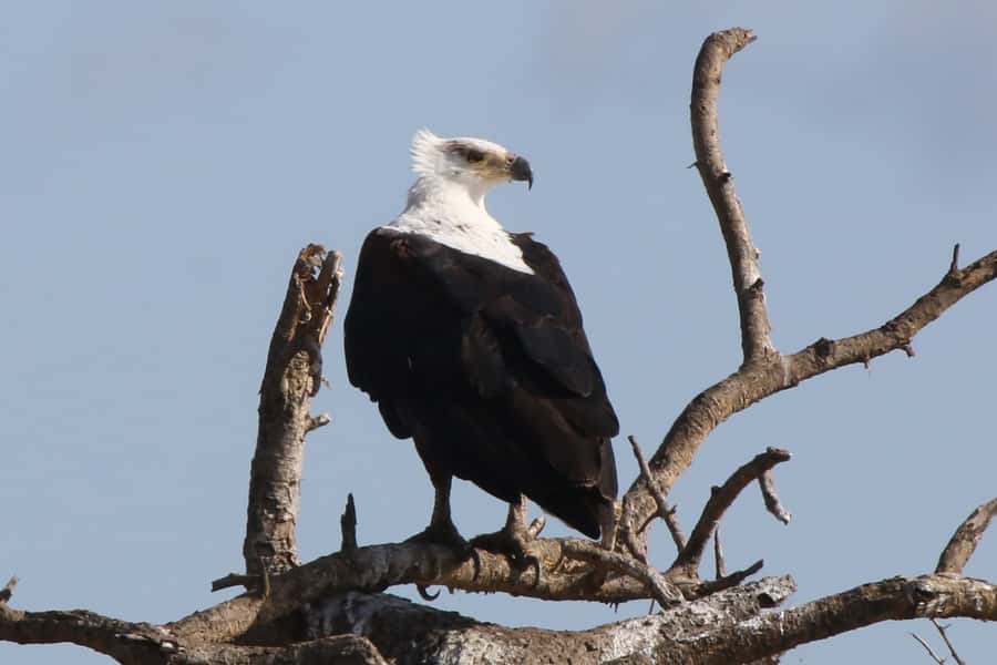 Victoria Falls: Private Zambezi River Birdwatching Safari - Price and value: is $80 a good deal?