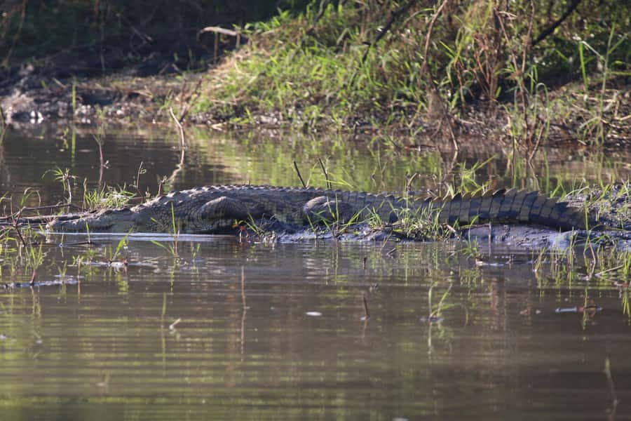 Victoria Falls: Private Zambezi River Birdwatching Safari - Who this safari is best for (and who should rethink it)