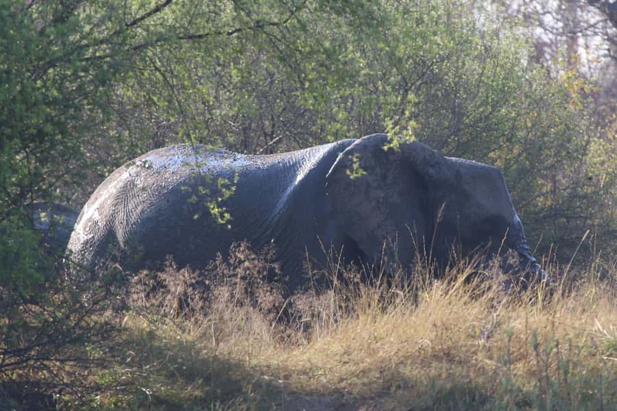 Victoria Falls: Private Zambezi River Birdwatching Safari - My booking checklist before you go