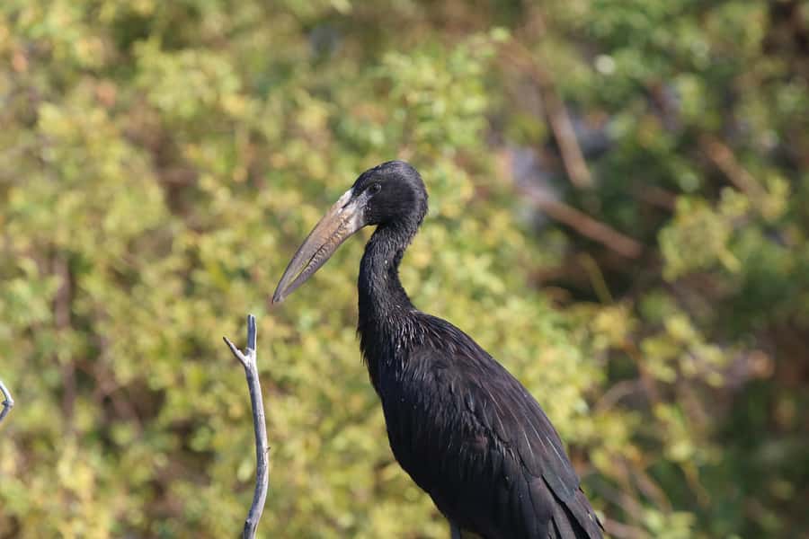 Victoria Falls: Private Zambezi River Birdwatching Safari - Private boat time, the real secret to spotting more