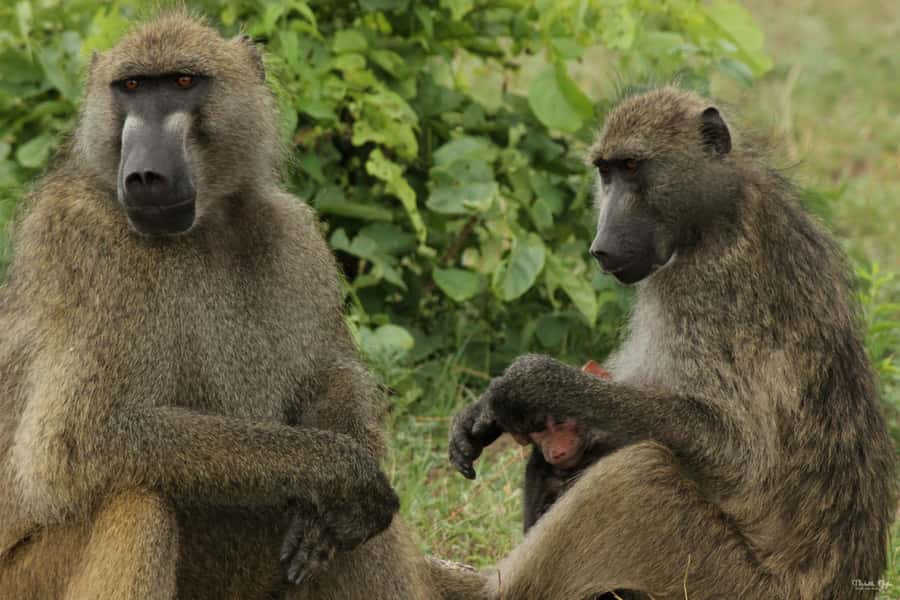 Victoria Falls Safari with Lunch and Sunset Cruise - Zambezi National Park safari in an open vehicle, with real odds