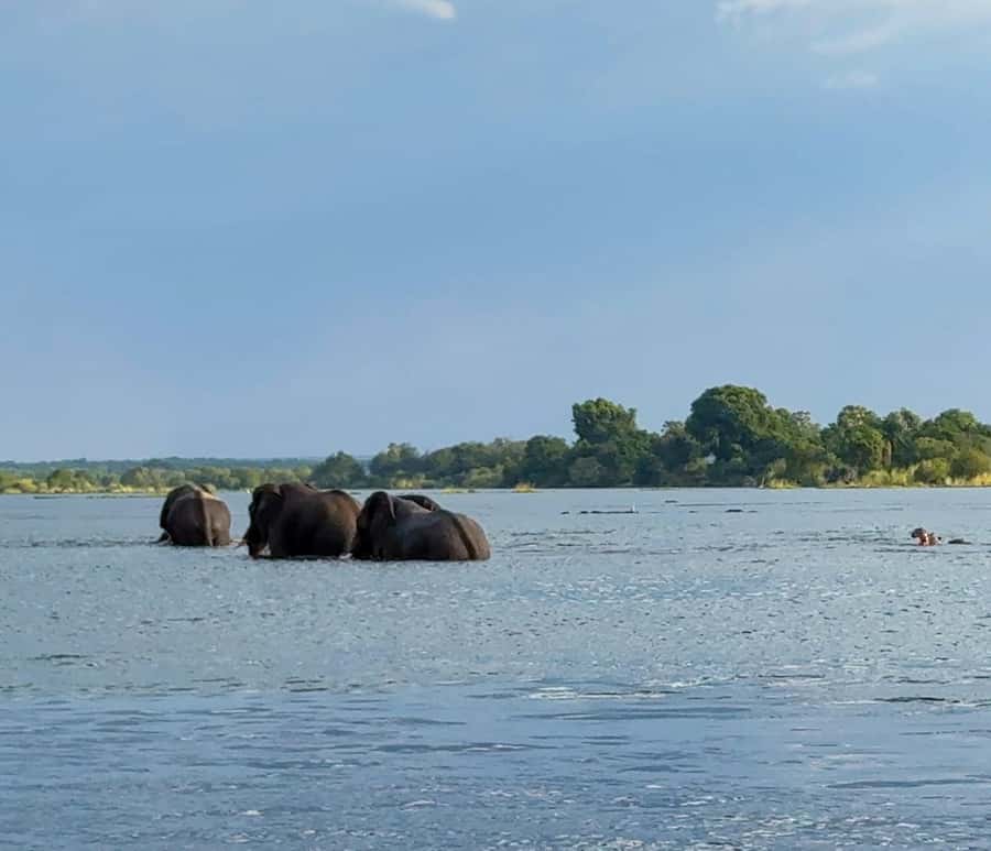 Victoria Falls: Sunset Cruise on the Zambezi River - Should You Book This Zambezi Sunset Cruise?