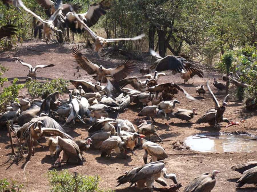 Victoria Falls: Vulture Safari and Bush Walk - Key things that make this tour worth your time