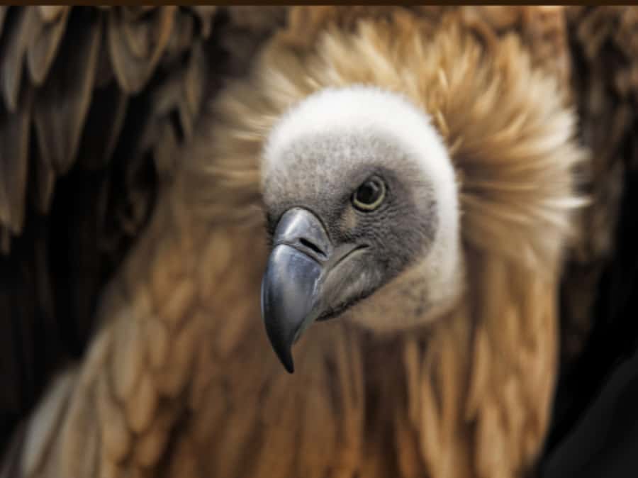 Victoria Falls: Vulture Safari and Bush Walk - The big baobab photo stop and the small market break