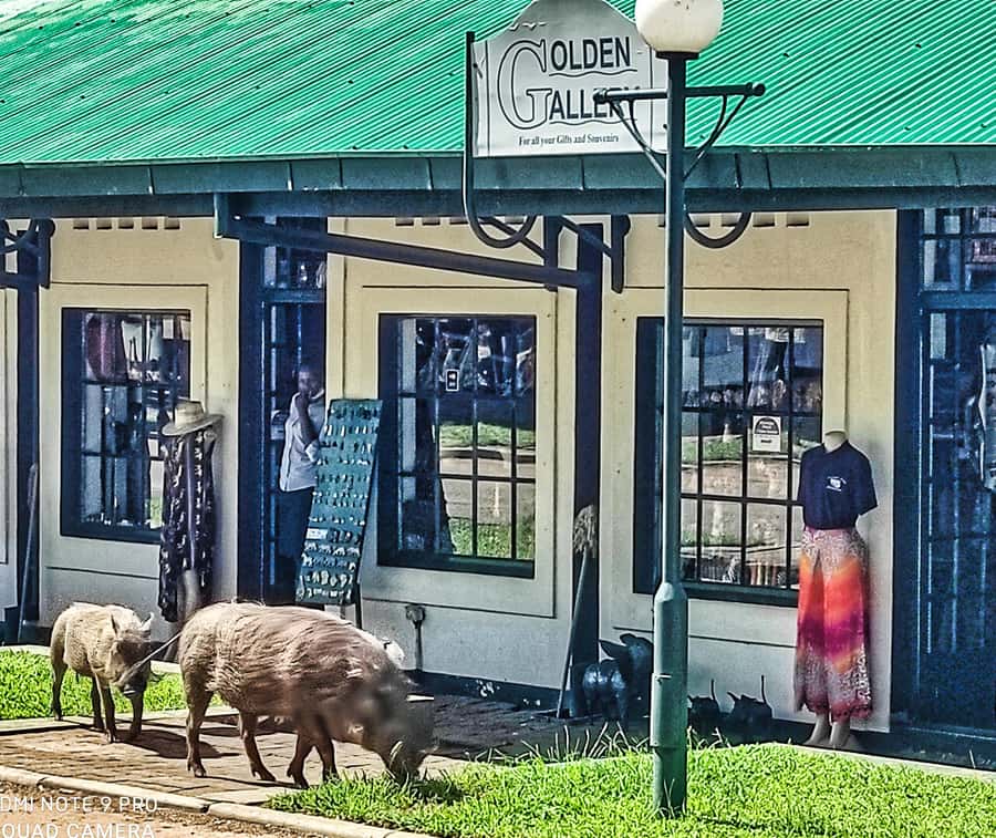 Victoria Falls: Vulture Safari and Bush Walk - Vulture Culture at the hide out: what actually happens