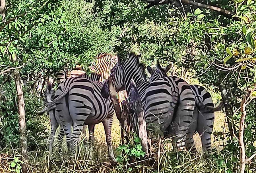 Victoria Falls: Vulture Safari and Bush Walk - Wildlife time at the waterhole, and how to spot what’s realistic