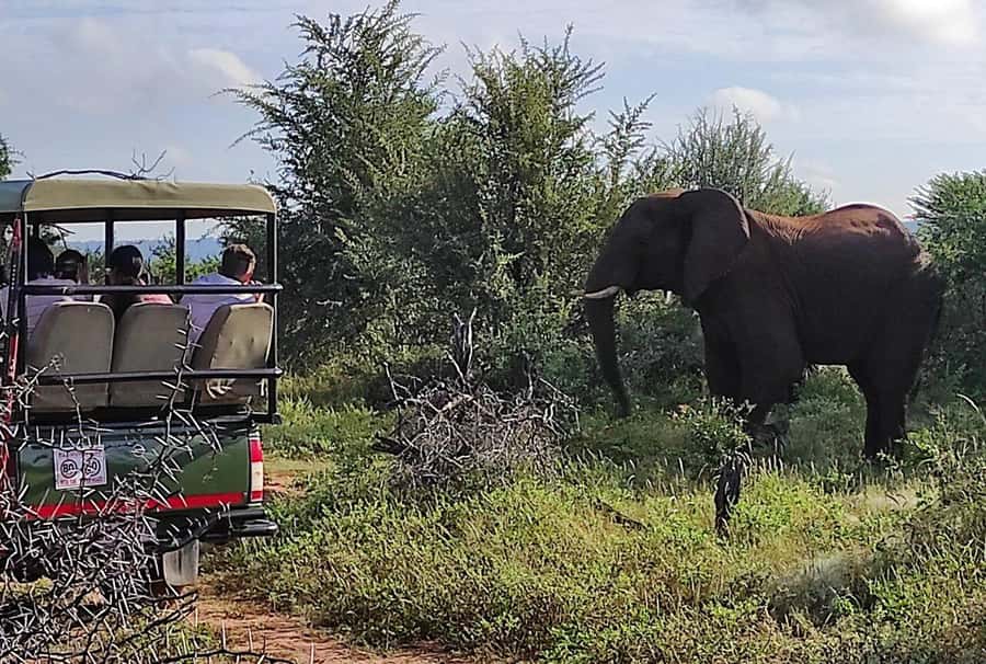 Victoria Falls: Vulture Safari and Bush Walk - Price and value for $78, with the details that matter