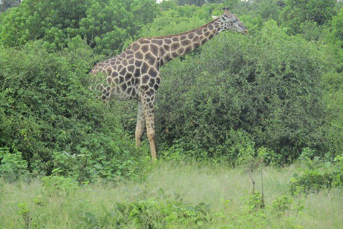 Victoria Falls: Whitewater Rafting + Chobe Safari Combo - Price and Value: What You Pay, What You Still Need to Budget