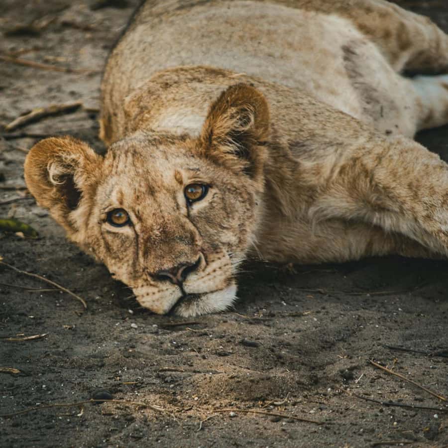 Victoria Falls: Zambezi National Park Game Drive - Key moments that make this game drive worth your time