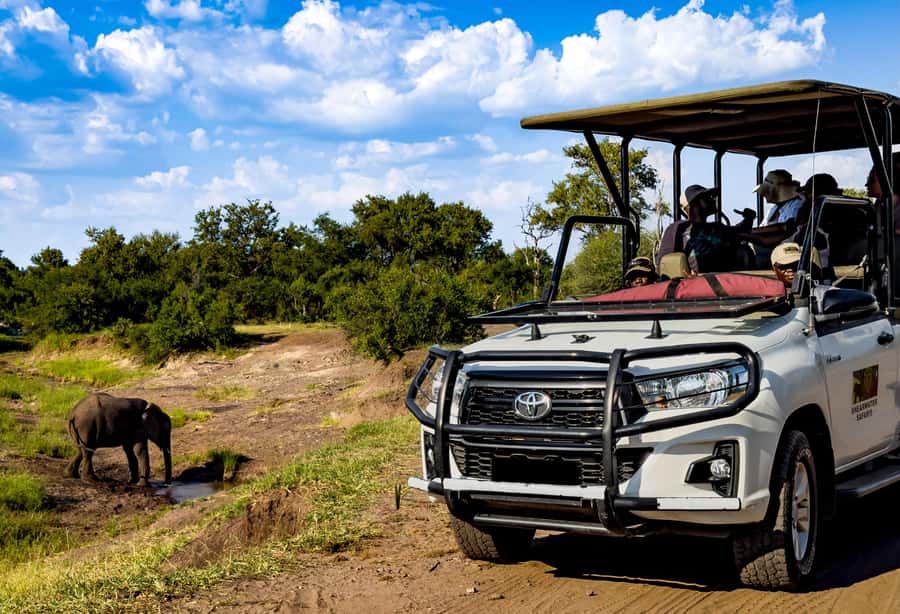 Victoria Falls: Zambezi National Park Game Drive - Morning vs afternoon drive: warmth, timing, and expectations