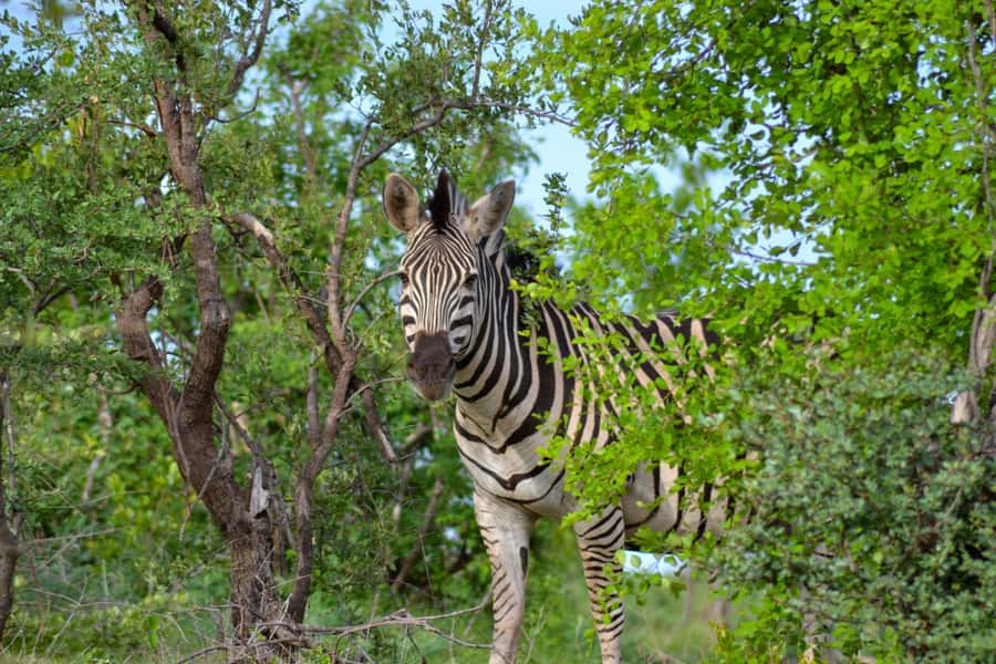 Victoria Falls: Zambezi National Park Game Drive - What’s included, what isn’t, and how to pack smarter