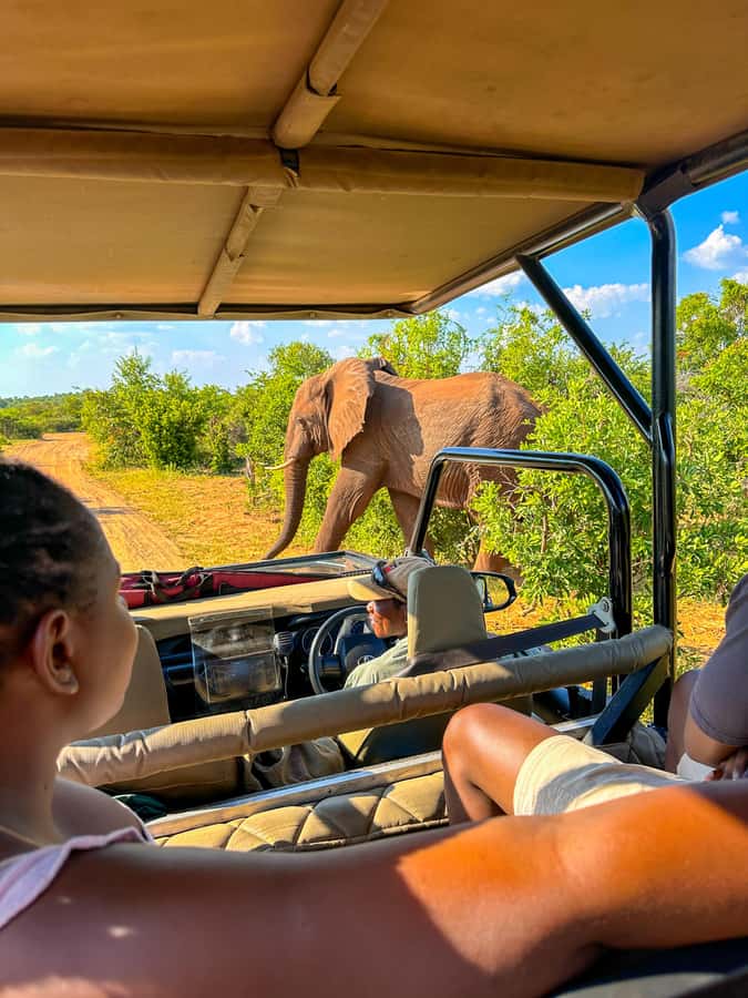 Victoria Falls: Zambezi National Park Game Drive - Modified 4x4 and an expert guide: how the drive actually works
