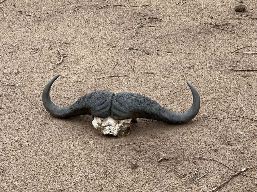 Zambezi 3hr Game Drive - Key Things I’d Want You to Know First