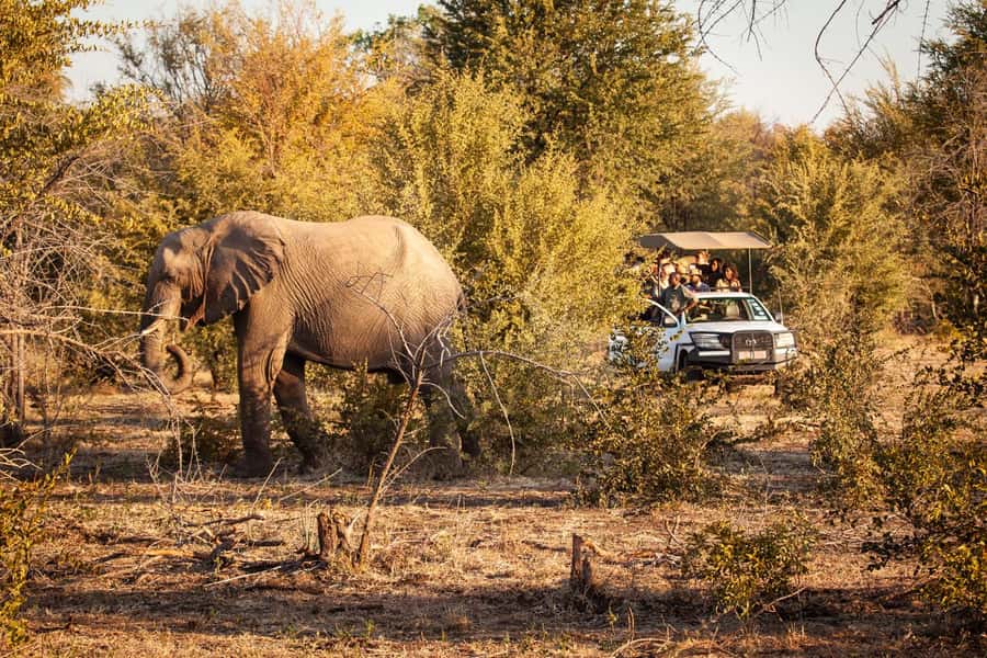 Zambezi 3hr Game Drive - What You’ll Actually Look For: Elephants, Giraffes, and the Big Surprise Hunters
