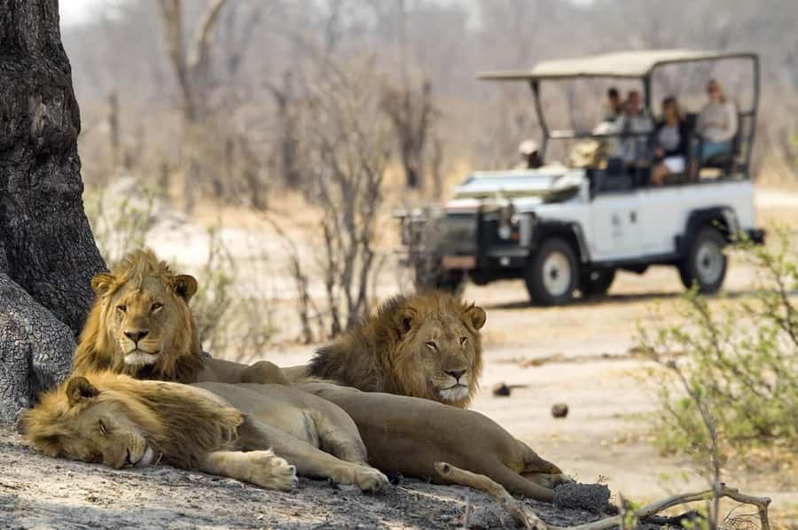Zambezi 3hr Game Drive - Transfers and Snacks: The Practical Stuff That Makes the Drive Better