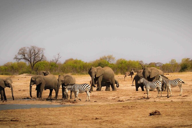 Zambezi National Park AM or PM Game Drive - What the game drive feels like in the bush