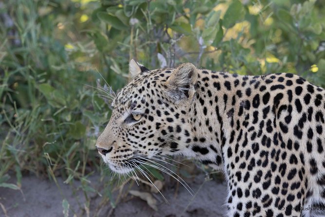 Zambezi National Park Game Drive AM /PM - Key things I’d watch for before you go