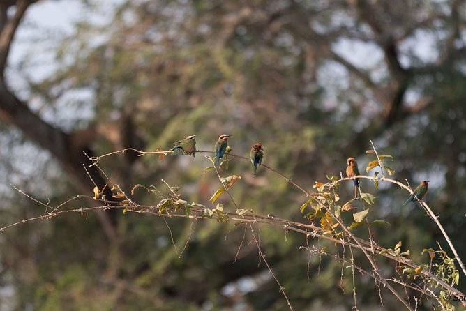 Zambezi National Park Game Drive AM /PM - Morning or afternoon: choosing the right Zambezi drive from Victoria Falls