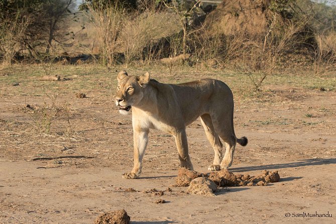 Zambezi National Park Game Drive AM /PM - AM refreshments vs PM drinks: a small detail that changes the feel