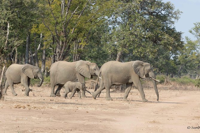Zambezi National Park Game Drive AM /PM - Pickup, transfer, and how the timing actually feels