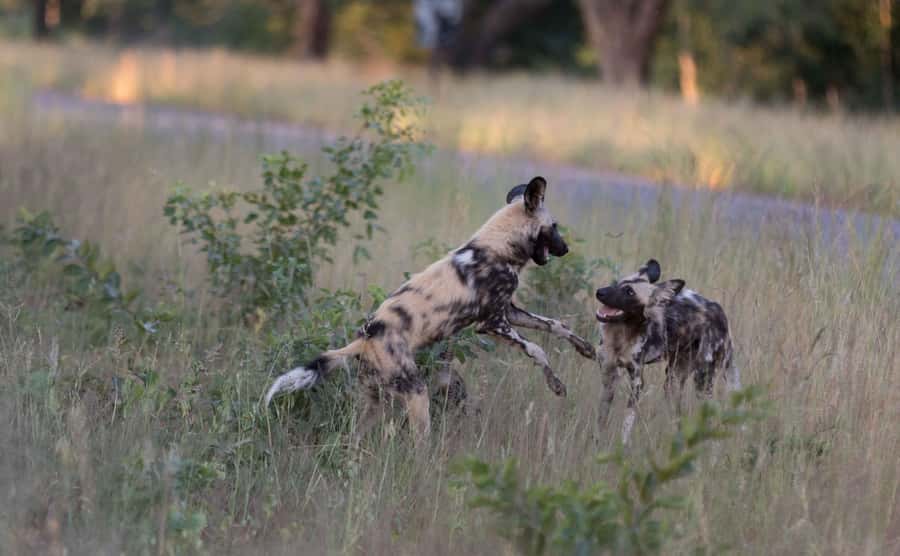 Zambezi National Park Game Drive in a Small Group - Quick hits before you go