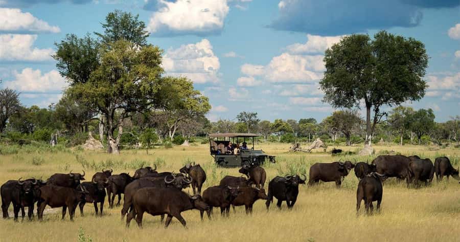 Zambezi National Park Game Drive in a Small Group - Morning at 6:00 vs afternoon at 15:00, how timing changes the bush