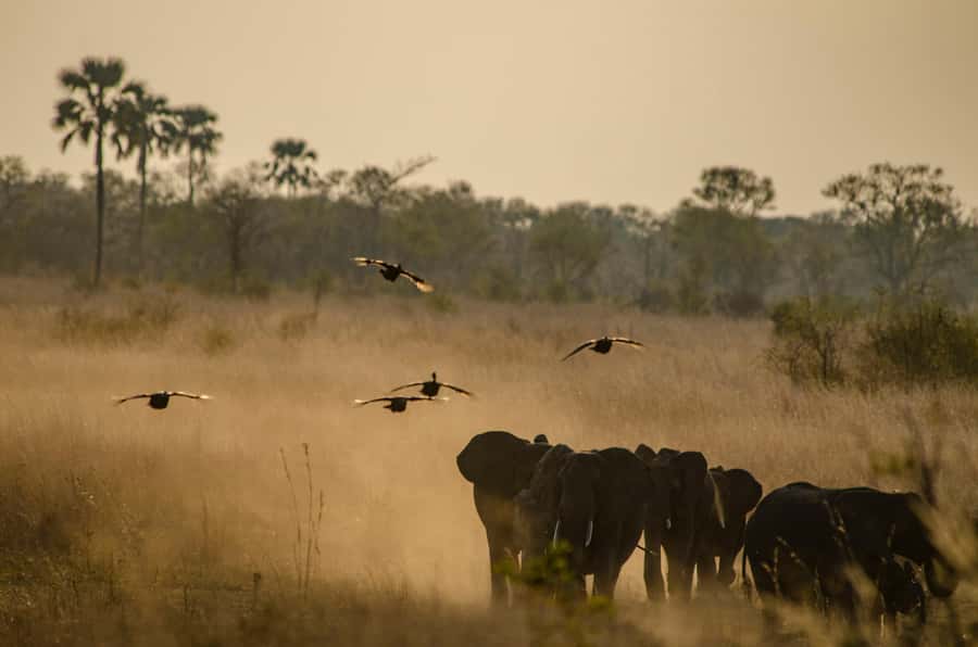 Zambezi National Park Game Drive in a Small Group - Wildlife you should realistically hope for in this area