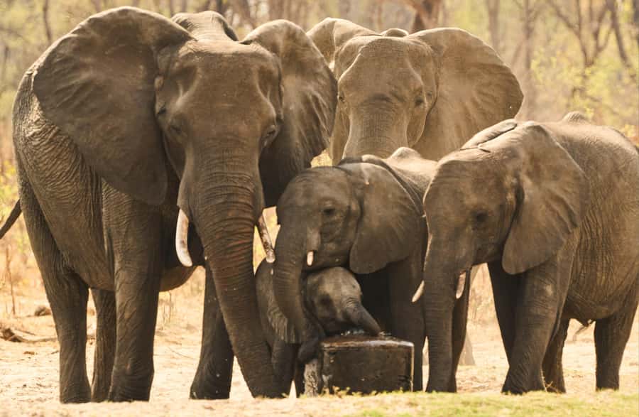 Zambezi National Park Game Drive in a Small Group - Cost and value: $100 plus park fees, what you get for the money