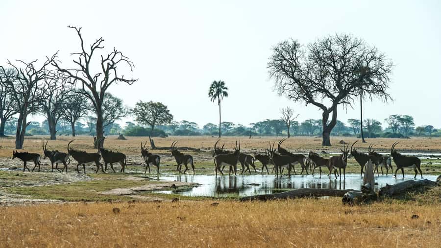 Zambezi National Park Game Drive in a Small Group - The open 4x4 in a small group, what that means for your view