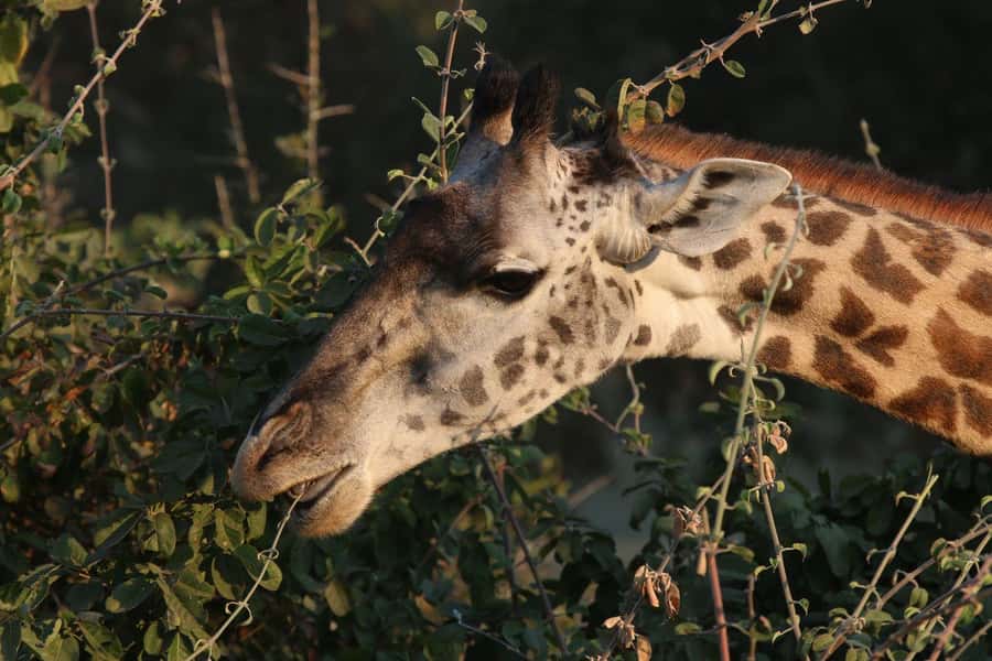 Zambezi National Park Private Wildlife Safari (4 - 10 hours) - Zambezi River route: the drive that shapes your whole day