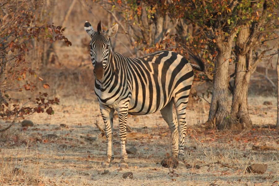 Zambezi National Park Private Wildlife Safari (4 - 10 hours) - What you can see: elephants, leopards, buffalo, and the rest