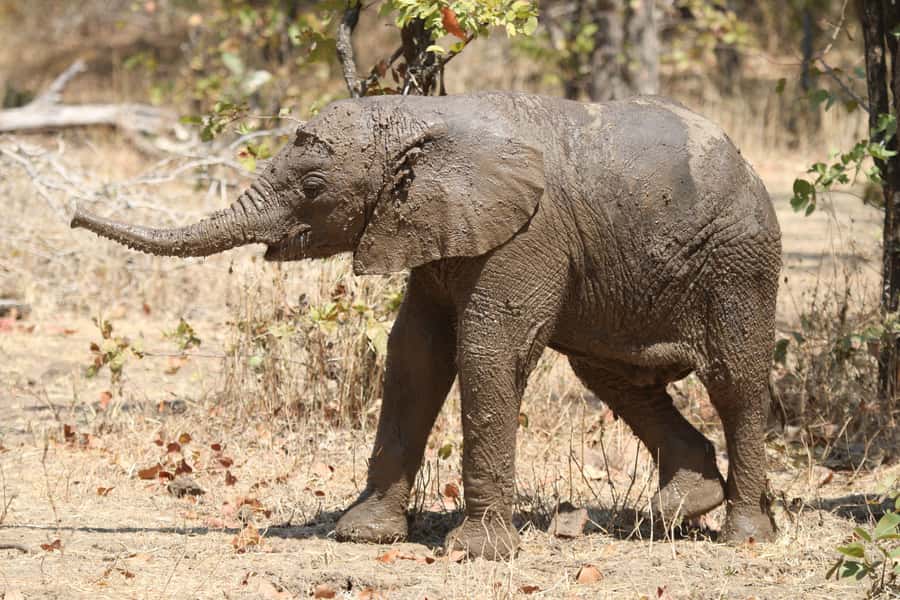 Zambezi National Park Private Wildlife Safari (4 - 10 hours) - Birds in the park: 400 species, plus migrants and breeding color