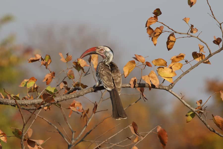 Zambezi National Park Private Wildlife Safari (4 - 10 hours) - When to go: dry season versus rainy season reality checks