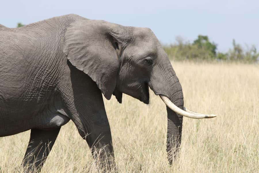 Zambezi National Park Private Wildlife Safari (4 - 10 hours) - Choosing 4, 7, or 10 hours: where the time really goes