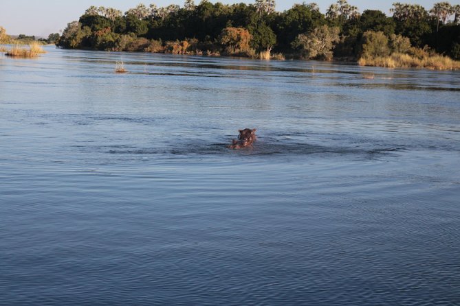Zambezi Sunset Cruise – Wildlife, Drinks & Breathtaking Views - Wildlife Along the Banks: Hippos, Crocodiles, Birds, and Occasional Elephants