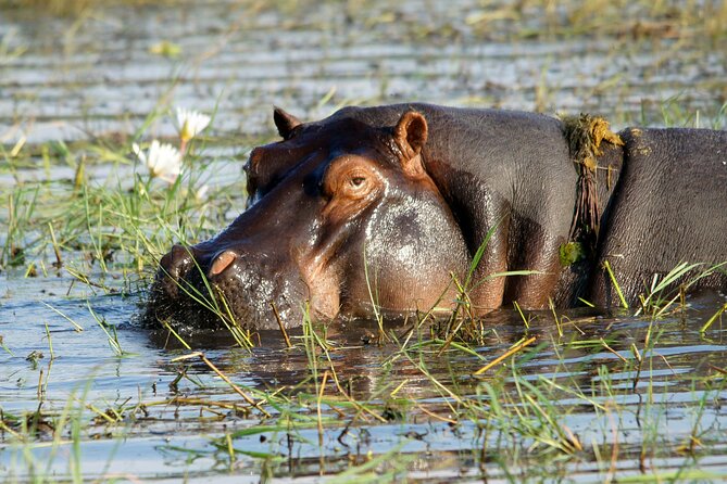 Zambezi Sunset Cruise – Wildlife, Drinks & Breathtaking Views - Crew and Captain: Attentive Service Makes Wildlife Spotting Easier