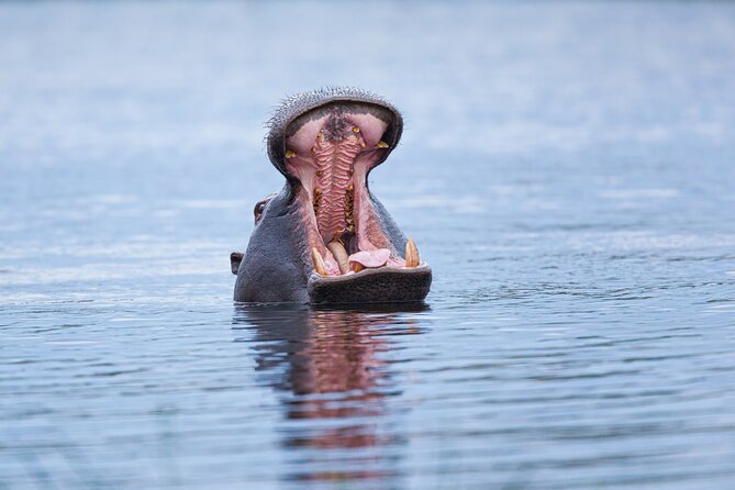Zambezi Sunset Cruise – Wildlife, Drinks & Breathtaking Views - Deck Comfort and Photo Tips for a Late-Day Boat Ride